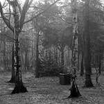 image: Image from the photoset &lsquo;wood (xxv)&rsquo;.