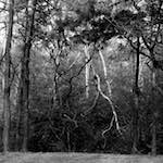 image: Image from the photoset &lsquo;wood (xxv)&rsquo;.