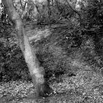 image: Image from the photoset &lsquo;wood (xxv)&rsquo;.