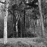 image: Image from the photoset &lsquo;wood (xxv)&rsquo;.