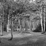 image: Image from the photoset &lsquo;wood (xxv)&rsquo;.