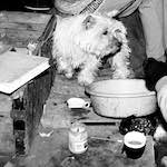 Second image from the photoset 'daws hill (i)'.