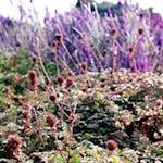 Fourth image from the photoset 'sculpture (ii)'.