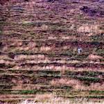 Second image from the photoset 'edinburgh (xiii)'.