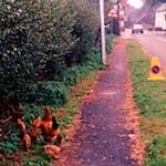 Second image from the photoset 'roxton'.