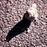 Third image from the photoset 'edinburgh (ii)'.