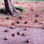 Ninth image from the photoset 'edinburgh (ii)'.