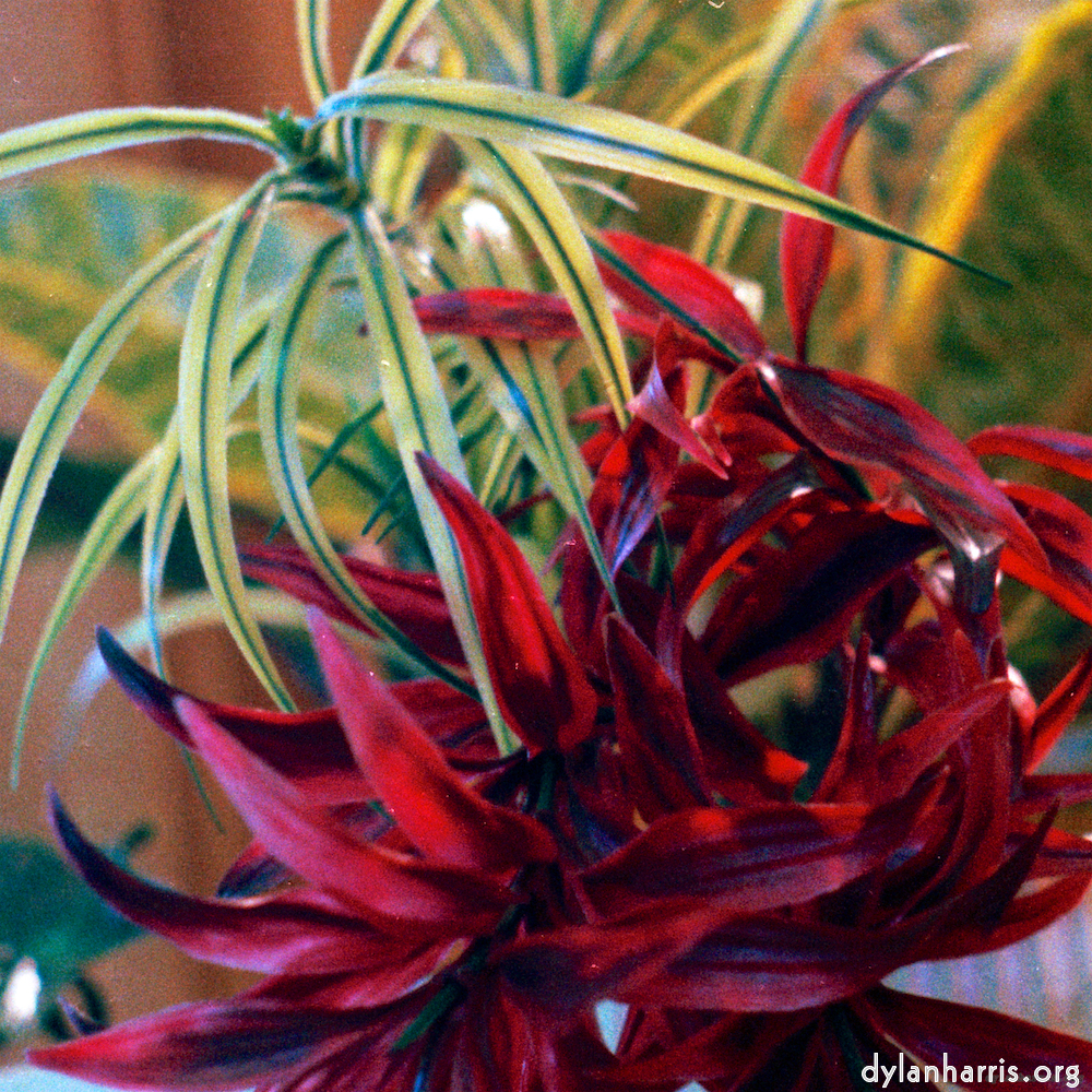 Image 'flower (xi) 1'.