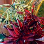 First image from the photoset 'flower (xi)'.