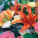 Fifth image from the photoset 'flower (xi)'.