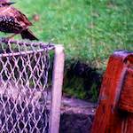 Second image from the photoset 'edinburgh (xi)'.