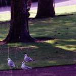 Eighth image from the photoset 'edinburgh (xi)'.