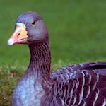 image: Image from the photoset &lsquo;revisited (v)&rsquo;.