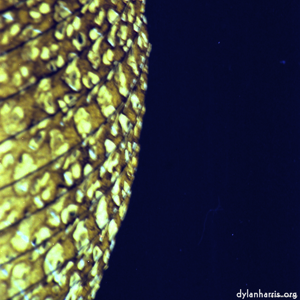 Image: Image 'revisited (x) 3'.