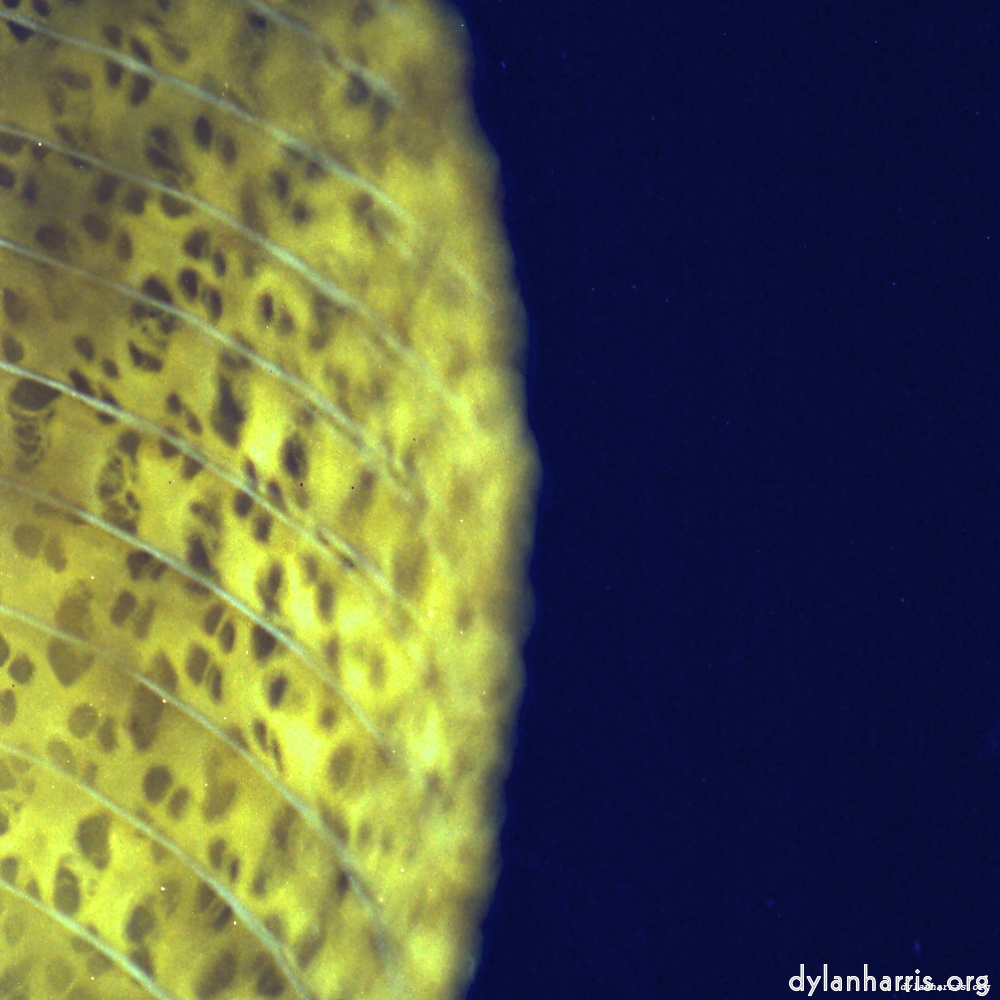 Image 'revisited (x) 9'.