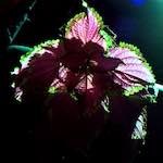 image: Image from the photoset &lsquo;revisited (xiv)&rsquo;.