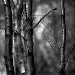 Image: Second image from the photoset 'revisited (xix)'.