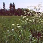 Fourth image from the photoset 'south'.