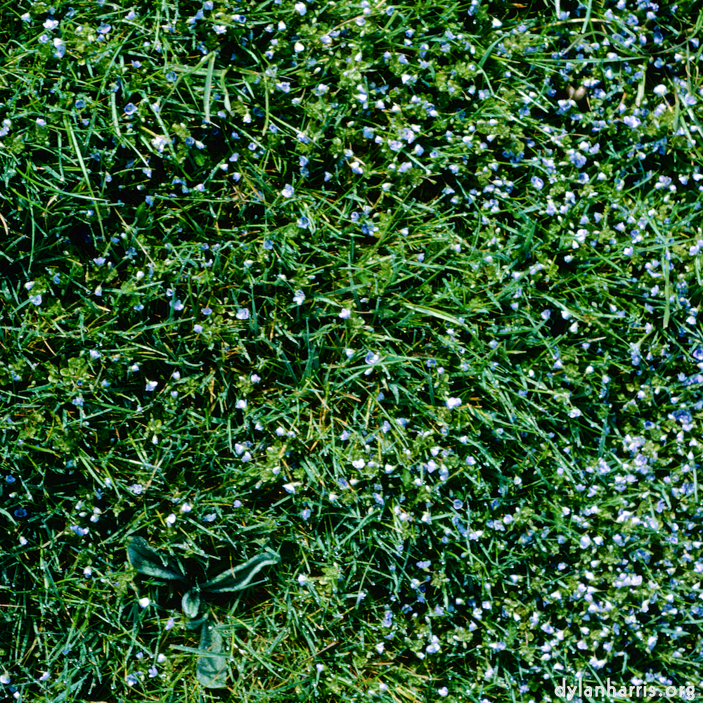 image: This is &lsquo;yorkshire (vii) 2&rsquo;.