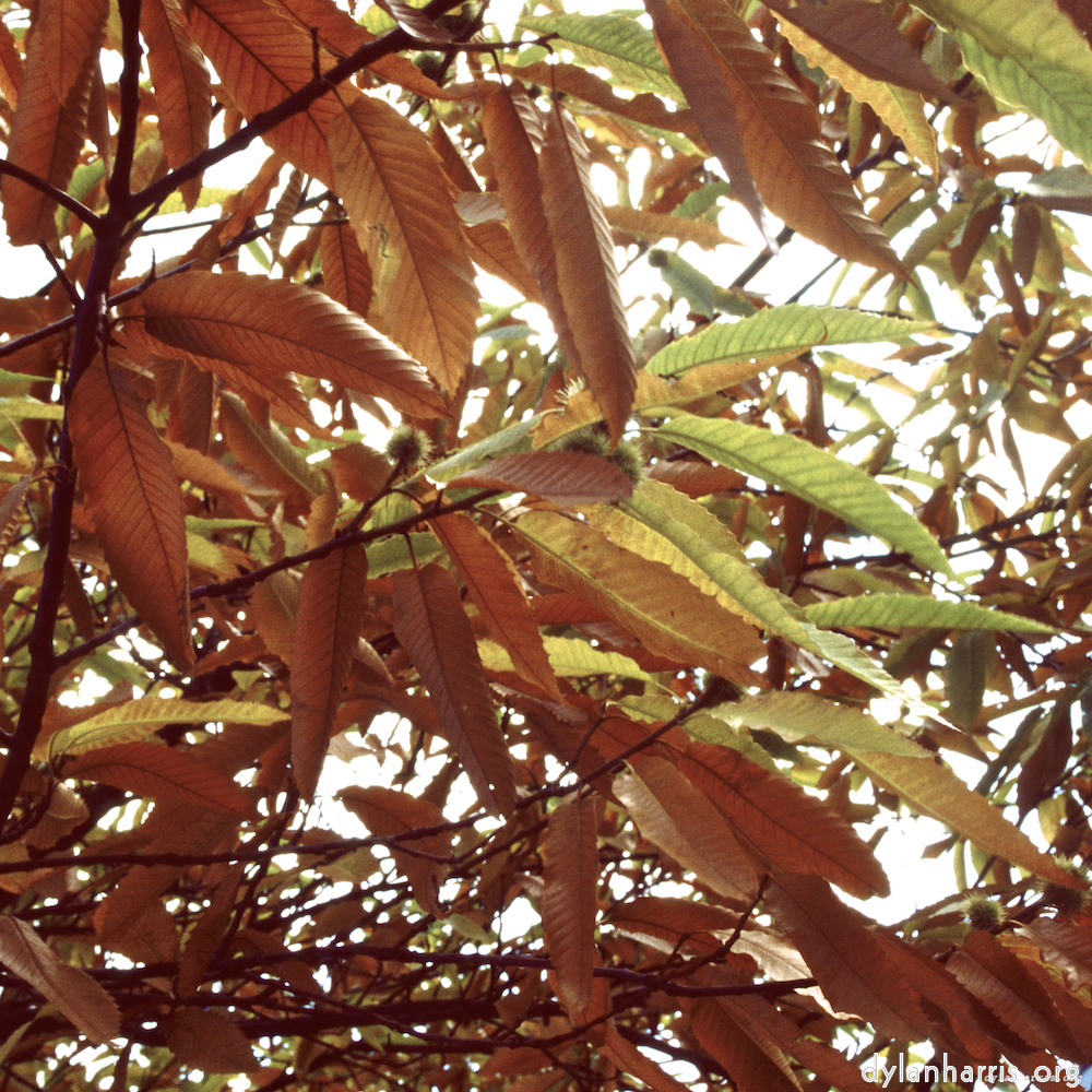 image: This is &lsquo;untitled (xl) 2&rsquo;.