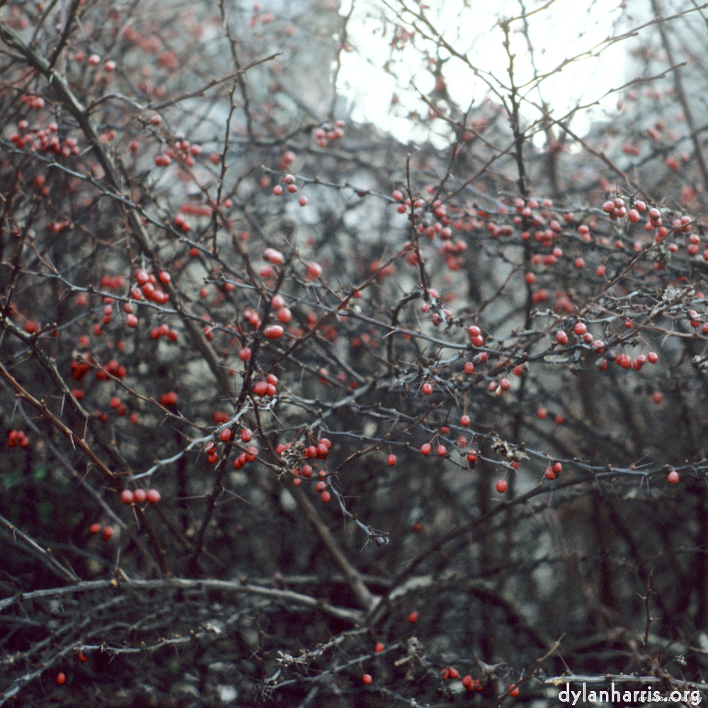 Image: Image 'untitled (xli) 2'.