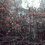 Second image from the photoset 'untitled (xli)'.