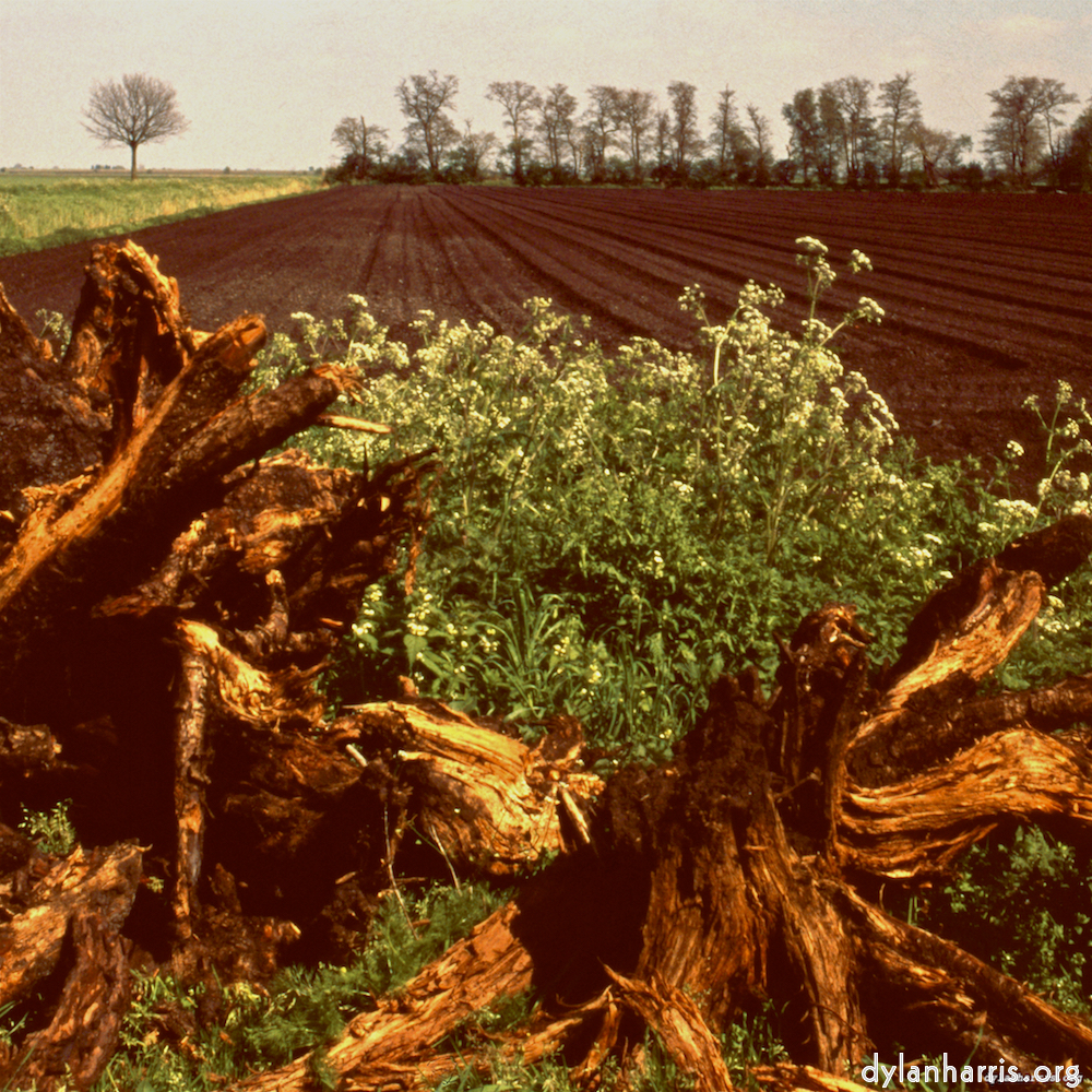 Image: Image 'fen (v) 2'.