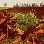 Image: Second image from the photoset 'fen (v) '.