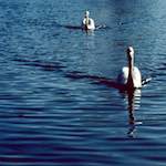 Image: First image from the photoset 'st. neots (ii)'.