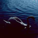 Image: Second image from the photoset 'st. neots (ii)'.