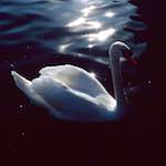 Image: Fifth image from the photoset 'st. neots (ii)'.