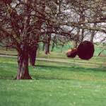 Image: First image from the photoset 'yorkshire (viii)'.