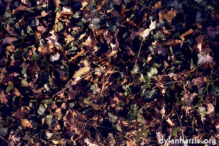 Image 'texture (ii) 2'.