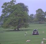 Sixth image from the photoset 'yorkshire sculpture park (i)'.