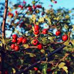 image: Image from the photoset &lsquo;82 08 26&rsquo;.