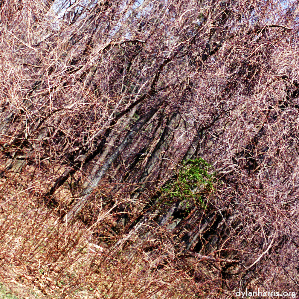 Image 'wood (vii) 5'.