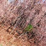 Fifth image from the photoset 'wood (vii)'.