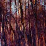 Seventh image from the photoset 'wood (vii)'.