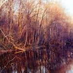 Ninth image from the photoset 'wood (vii)'.