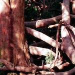 Seventh image from the photoset 'yorkshire (i)'.