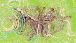 image: image from atr