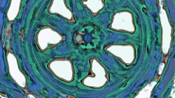 image: image from symmetry breaking 1