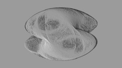 image: image from attrt