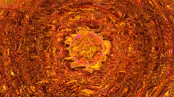 image: image from trisym