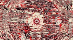 image: image from zygotes