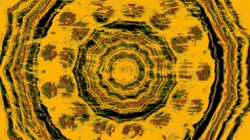 image: image from zygotes