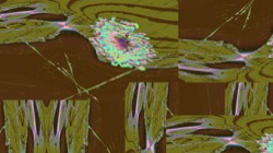 image: image from c new