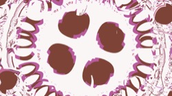 image: image from ztest2