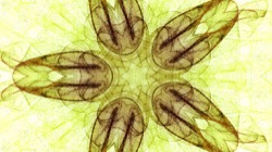 image: image from msg 5