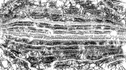 image: image from bw hatch 1